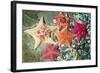 Bat Sea Star Group-null-Framed Photographic Print