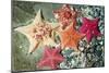 Bat Sea Star Group-null-Mounted Photographic Print