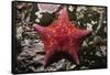 Bat Star-Hal Beral-Framed Stretched Canvas