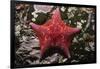 Bat Star-Hal Beral-Framed Photographic Print