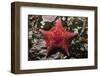 Bat Star-Hal Beral-Framed Photographic Print