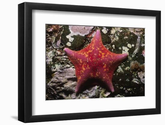 Bat Star-Hal Beral-Framed Photographic Print