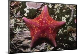 Bat Star-Hal Beral-Mounted Photographic Print