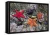Bat Stars with Purple Sea Urchins-Hal Beral-Framed Stretched Canvas