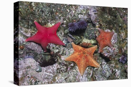 Bat Stars with Purple Sea Urchins-Hal Beral-Stretched Canvas