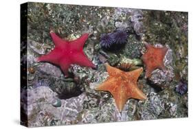 Bat Stars with Purple Sea Urchins-Hal Beral-Stretched Canvas
