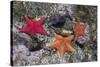 Bat Stars with Purple Sea Urchins-Hal Beral-Stretched Canvas