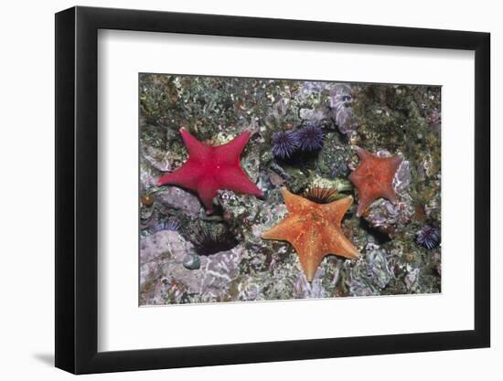 Bat Stars with Purple Sea Urchins-Hal Beral-Framed Premium Photographic Print