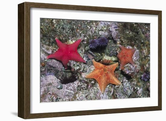 Bat Stars with Purple Sea Urchins-Hal Beral-Framed Photographic Print
