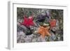 Bat Stars with Purple Sea Urchins-Hal Beral-Framed Photographic Print