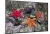 Bat Stars with Purple Sea Urchins-Hal Beral-Mounted Photographic Print