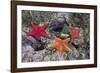 Bat Stars with Purple Sea Urchins-Hal Beral-Framed Photographic Print