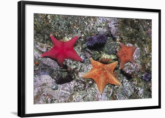 Bat Stars with Purple Sea Urchins-Hal Beral-Framed Photographic Print