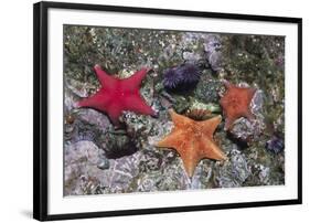 Bat Stars with Purple Sea Urchins-Hal Beral-Framed Photographic Print