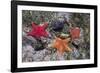 Bat Stars with Purple Sea Urchins-Hal Beral-Framed Photographic Print