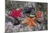 Bat Stars with Purple Sea Urchins-Hal Beral-Mounted Photographic Print