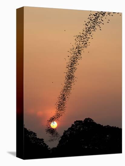 Bat Swarm at Sunset-Jean De-Stretched Canvas