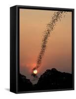 Bat Swarm at Sunset-Jean De-Framed Stretched Canvas