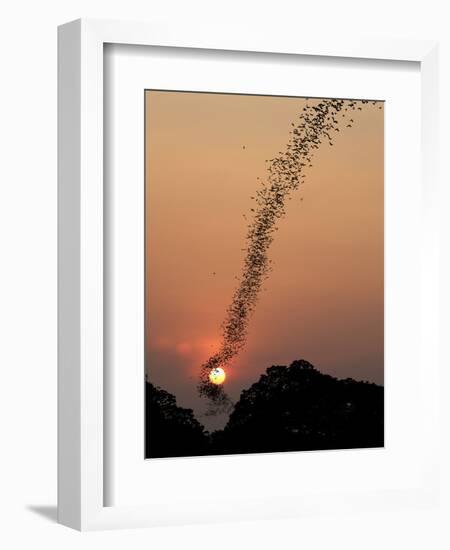 Bat Swarm at Sunset-Jean De-Framed Photographic Print