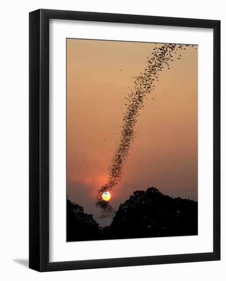 Bat Swarm at Sunset-Jean De-Framed Photographic Print