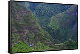 Batad Rice Terraces, Banaue, Luzon, Philippines-Michael Runkel-Framed Stretched Canvas