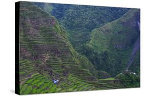 Batad Rice Terraces, Banaue, Luzon, Philippines-Michael Runkel-Stretched Canvas