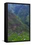 Batad Rice Terraces, Banaue, Luzon, Philippines-Michael Runkel-Framed Stretched Canvas