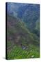 Batad Rice Terraces, Banaue, Luzon, Philippines-Michael Runkel-Stretched Canvas