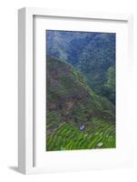 Batad Rice Terraces, Banaue, Luzon, Philippines-Michael Runkel-Framed Photographic Print