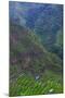 Batad Rice Terraces, Banaue, Luzon, Philippines-Michael Runkel-Mounted Photographic Print