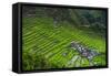 Batad Rice Terraces, Part of the UNESCO World Heritage Site of Banaue, Luzon, Philippines-Michael Runkel-Framed Stretched Canvas