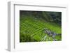 Batad Rice Terraces, Part of the UNESCO World Heritage Site of Banaue, Luzon, Philippines-Michael Runkel-Framed Photographic Print