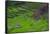 Batad Rice Terraces, World Heritage Site, Banaue, Luzon, Philippines-Michael Runkel-Framed Stretched Canvas