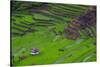 Batad Rice Terraces, World Heritage Site, Banaue, Luzon, Philippines-Michael Runkel-Stretched Canvas