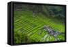 Batad Rice Terraces, World Heritage Site, Banaue, Luzon, Philippines-Michael Runkel-Framed Stretched Canvas