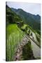 Batad Rice Terraces, World Heritage Site, Banaue, Luzon, Philippines-Michael Runkel-Stretched Canvas