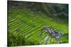 Batad Rice Terraces, World Heritage Site, Banaue, Luzon, Philippines-Michael Runkel-Stretched Canvas