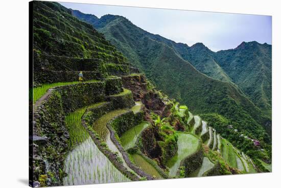 Batad Rice Terraces, World Heritage Site, Banaue, Luzon, Philippines-Michael Runkel-Stretched Canvas