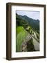 Batad Rice Terraces, World Heritage Site, Banaue, Luzon, Philippines-Michael Runkel-Framed Photographic Print