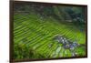 Batad Rice Terraces, World Heritage Site, Banaue, Luzon, Philippines-Michael Runkel-Framed Photographic Print