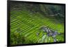 Batad Rice Terraces, World Heritage Site, Banaue, Luzon, Philippines-Michael Runkel-Framed Photographic Print