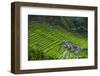 Batad Rice Terraces, World Heritage Site, Banaue, Luzon, Philippines-Michael Runkel-Framed Photographic Print