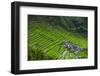 Batad Rice Terraces, World Heritage Site, Banaue, Luzon, Philippines-Michael Runkel-Framed Photographic Print