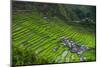 Batad Rice Terraces, World Heritage Site, Banaue, Luzon, Philippines-Michael Runkel-Mounted Photographic Print