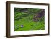 Batad Rice Terraces, World Heritage Site, Banaue, Luzon, Philippines-Michael Runkel-Framed Photographic Print