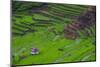 Batad Rice Terraces, World Heritage Site, Banaue, Luzon, Philippines-Michael Runkel-Mounted Photographic Print