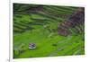 Batad Rice Terraces, World Heritage Site, Banaue, Luzon, Philippines-Michael Runkel-Framed Photographic Print