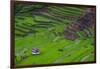 Batad Rice Terraces, World Heritage Site, Banaue, Luzon, Philippines-Michael Runkel-Framed Photographic Print