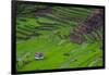 Batad Rice Terraces, World Heritage Site, Banaue, Luzon, Philippines-Michael Runkel-Framed Photographic Print