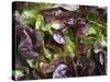 Batavia Lettuce-Rogge & Jankovic-Stretched Canvas